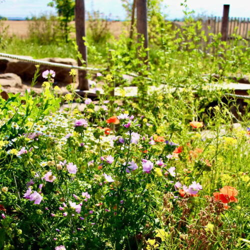 Blühende Wildblumeneinsaat mit einer Vielfalt an heimischen Blumen, darunter Mohn und Glockenblumen, vor einem Sandspielbereich mit Holzpodest